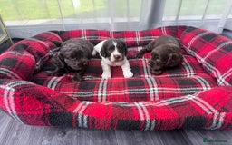 Cocker Spaniel dogs for sale: Cocker spaniel puppies  - Image 5