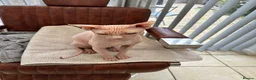 Sphynx cats for sale: Male stud for sale - Advert 4