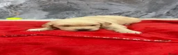 Golden Retriever dogs for sale: 9 beautiful golden retriever puppies - Advert 4