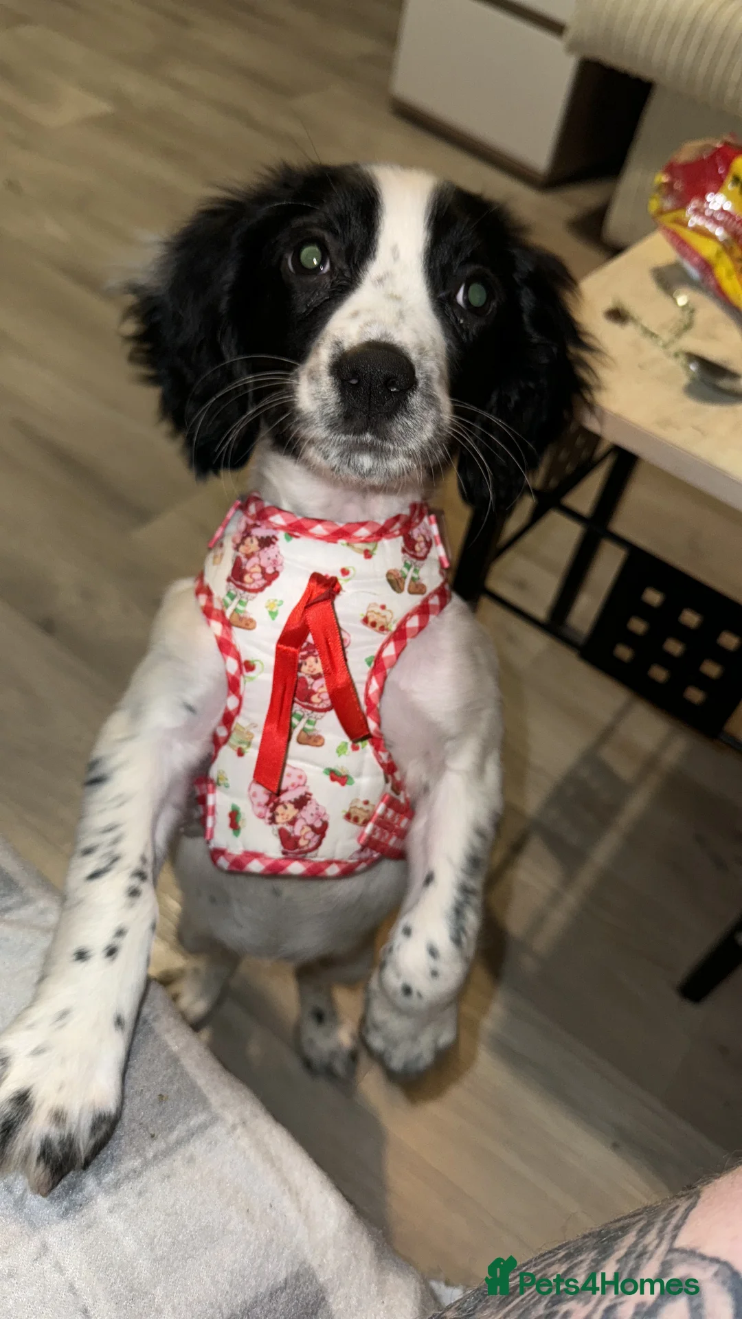 Sprocker dogs for sale: Energetic sprocker girl  - Advert 2