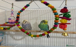 Budgerigars birds for sale: 2 male budgies for sale-cage+accessories included - Image 5