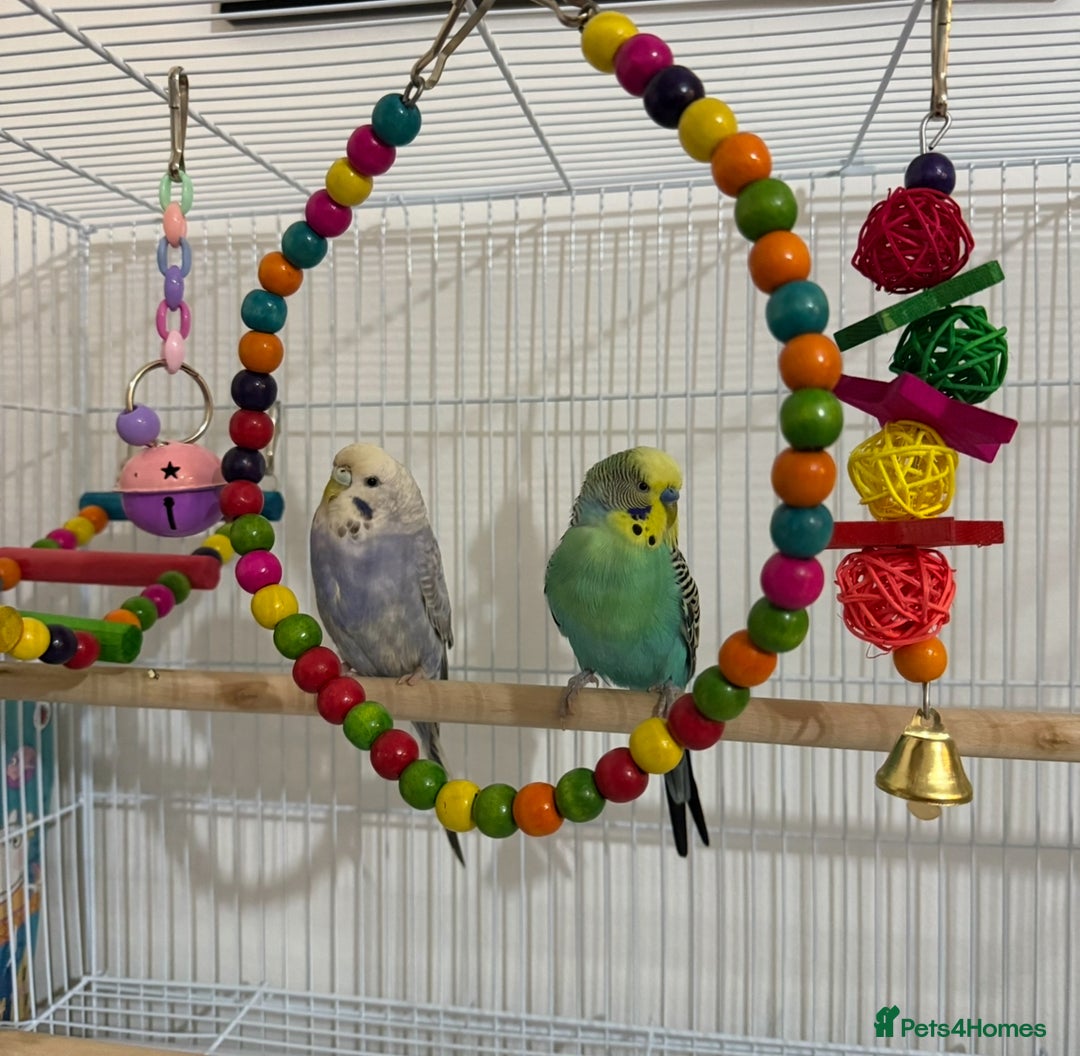 Budgerigars birds for sale: 2 male budgies for sale-cage+accessories included - Image 5