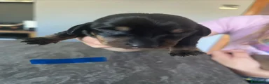 Dachshund 1 Blue collar 