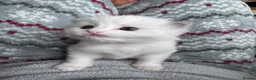 Ragdoll cats for sale: 🏆gccf ragdoll kitten-exceptional pedigree - Advert 7
