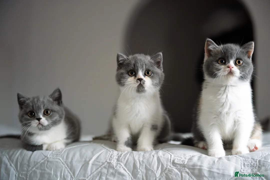 British Shorthair cats for sale: GCCF and TICA Registered -Show Quality BSH. - Advert 2