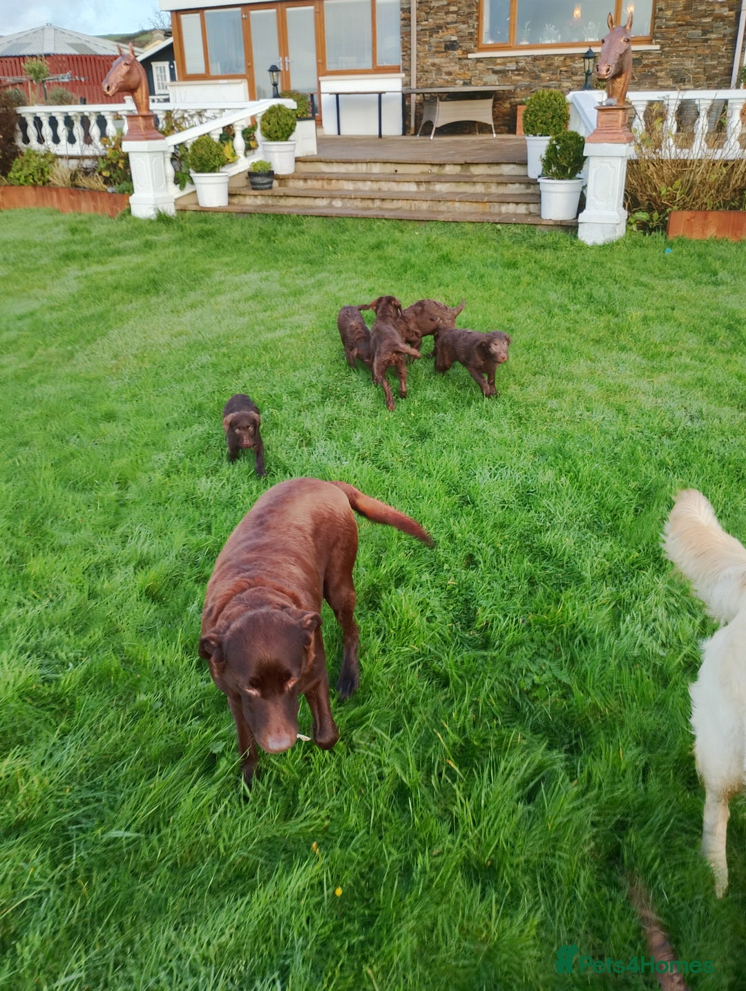 Labradoodle dogs for sale: Labradoodle puppies - Advert 18