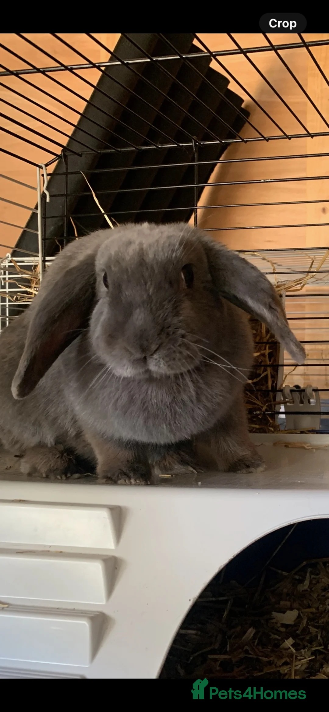 Mixed Breed rabbits for sale: Gorgeous bunnies for sale - Advert 10