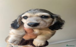 Miniature Dachshund dogs for sale: Highest quality champion line cream long haired  - Image 16