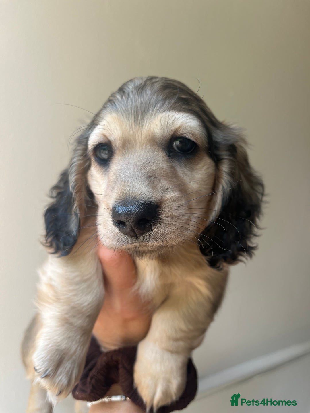 Miniature Dachshund dogs for sale: Highest quality champion line cream long haired  - Image 16