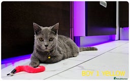 British Shorthair cats for sale: British  Blue Kittens (Delivery  available) - Image 5