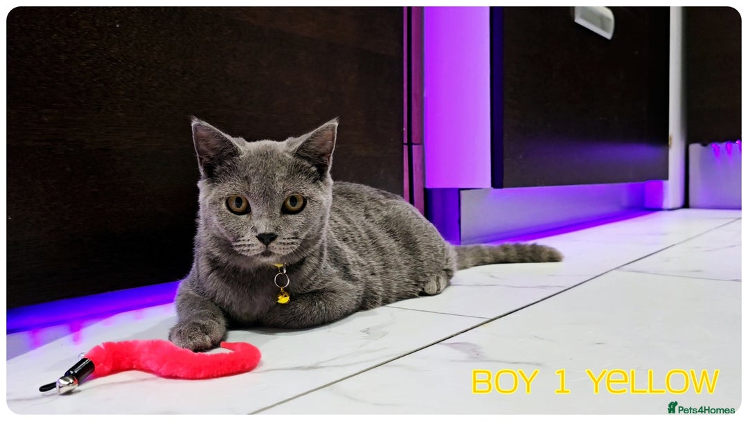 British Shorthair cats for sale: British  Blue Kittens (Delivery  available) - Image 5