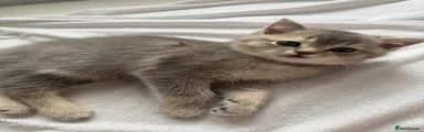 Scottish Fold Kitten 4