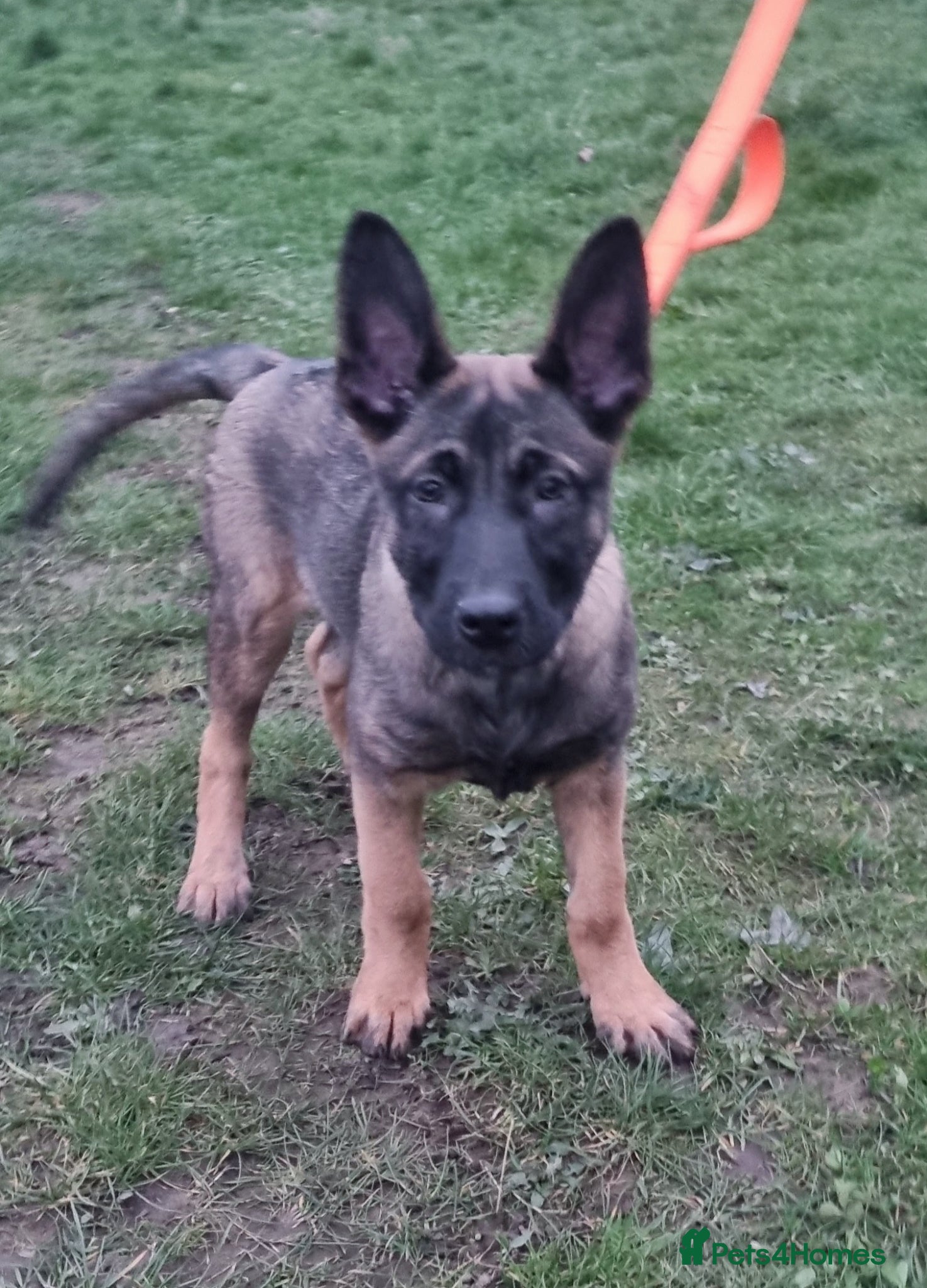 Belgian Shepherd Dog dogs Lorocmor Luna and Lorockmor Butch pups for sale  - Advert 23