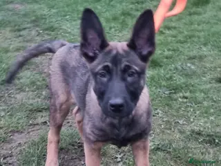 Belgian Shepherd Dog dogs Lorocmor Luna and Lorockmor Butch pups for sale - Advert 23