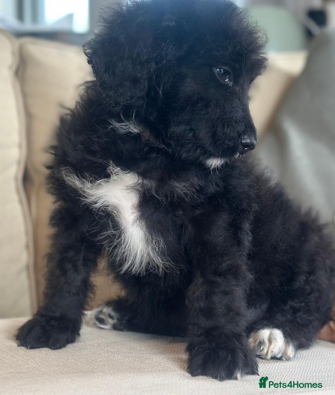 Bernedoodle dogs for sale: F1 STANDARD BERNADOODLE BOY - Image 3