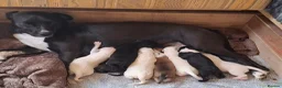 Mixed Breed dogs for sale: Lovely Pups for sale in Marlborough - Advert 2