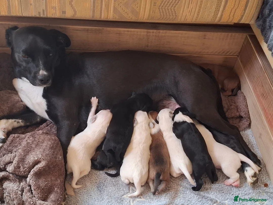 Mixed Breed dogs for sale: Lovely Pups for sale in Marlborough - Advert 2
