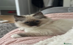 Ragdoll cats for sale: Lovely kitten ready for her forever home 🩷 - Image 7