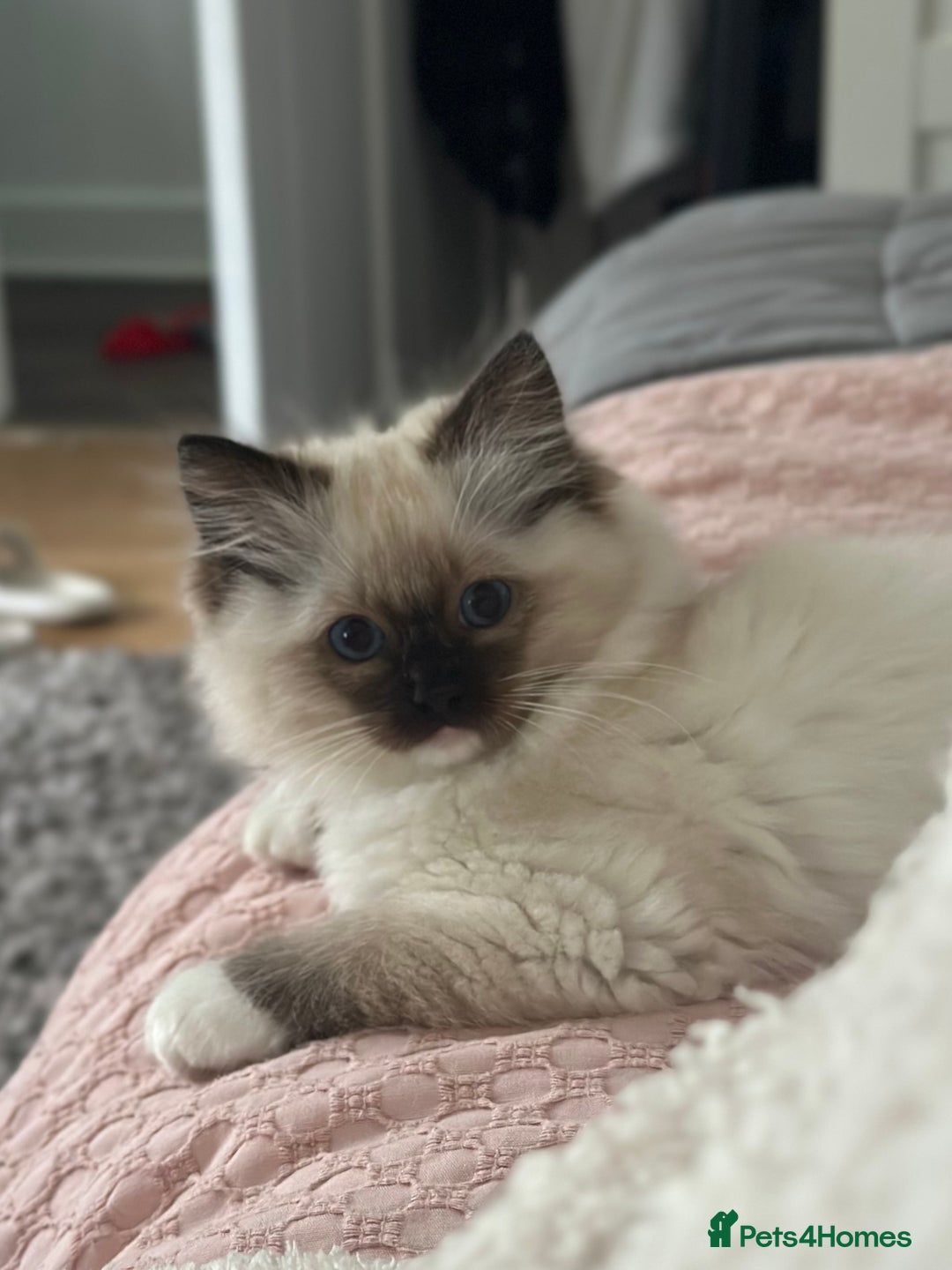 Ragdoll cats for sale: Lovely kitten ready for her forever home 🩷 - Image 7