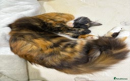 Domestic Shorthair cats for sale: Bonded sisters, please adopt together!  - Image 4