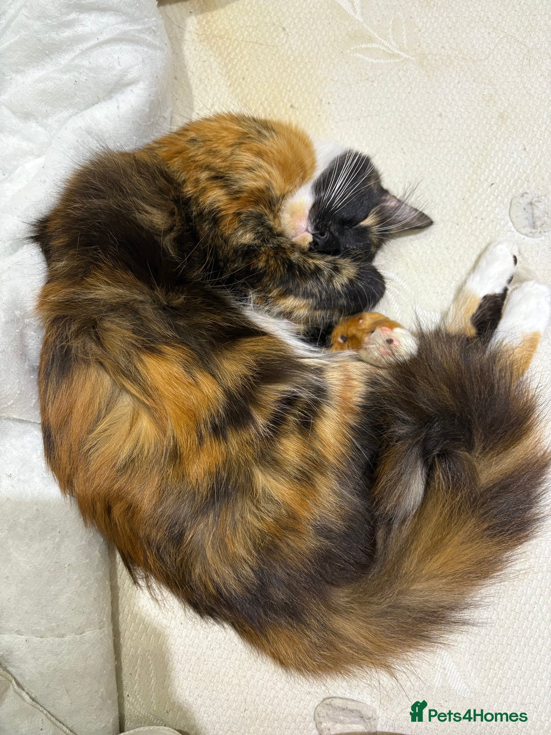 Domestic Shorthair cats for sale: Bonded sisters, please adopt together!  - Image 4
