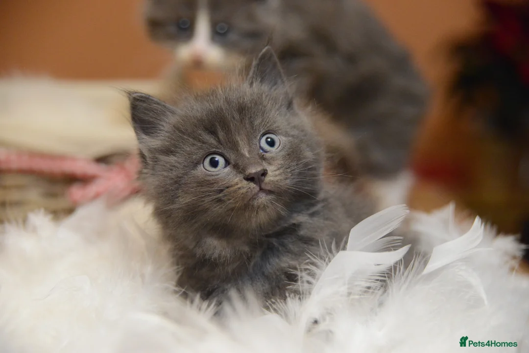 Ragdoll cats for sale: Last Boy x Ragdoll Dark grey kitten - Advert 3