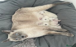 Ragdoll cats for sale: 5 Adorable Ragdoll Kittens🐾 - Image 40