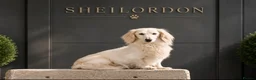 Miniature Dachshund dogs for sale: KC Registered Cream Miniature Longhairesd - Advert 1
