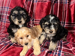 Cockapoo dogs F1 Cockapoo Puppies - Advert 2