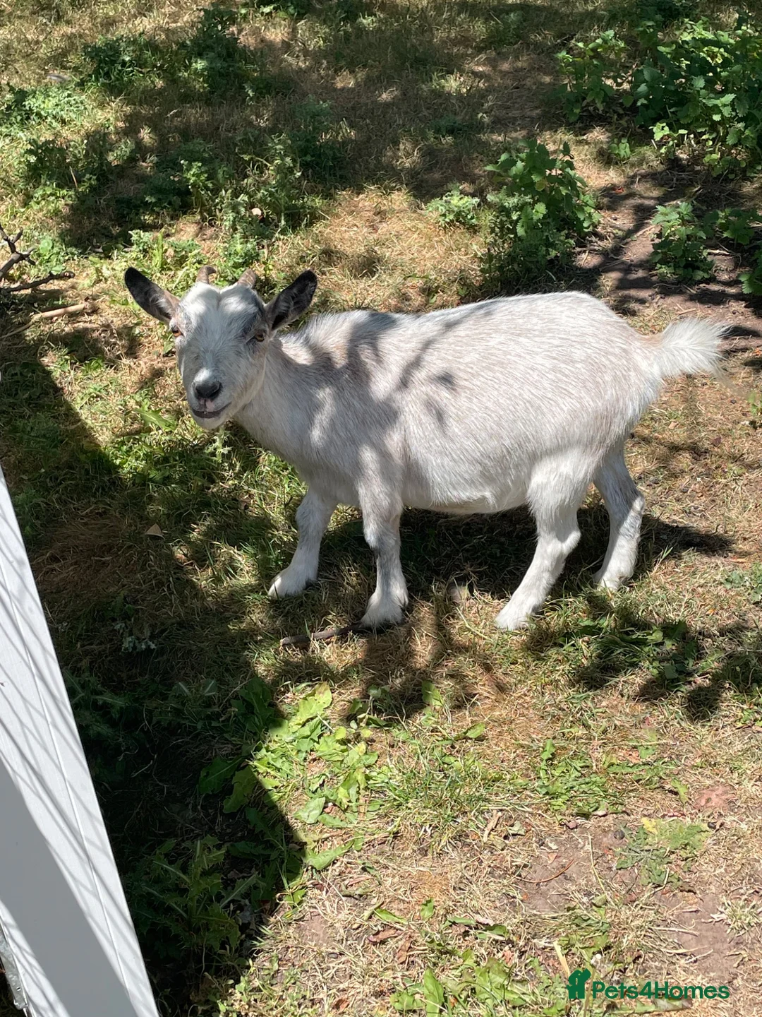 Goats livestock for sale: Pygmy Goats for sale in Worcester - Advert 5