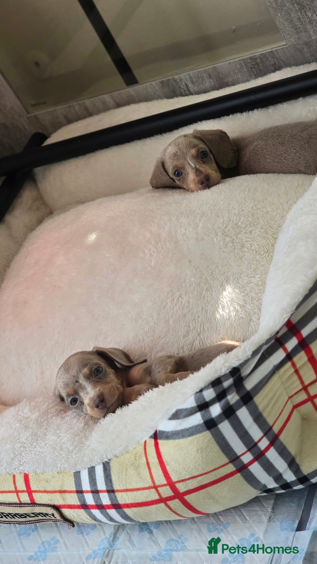 Miniature Dachshund dogs for sale: Mini dachahunds for sale  - Image 4