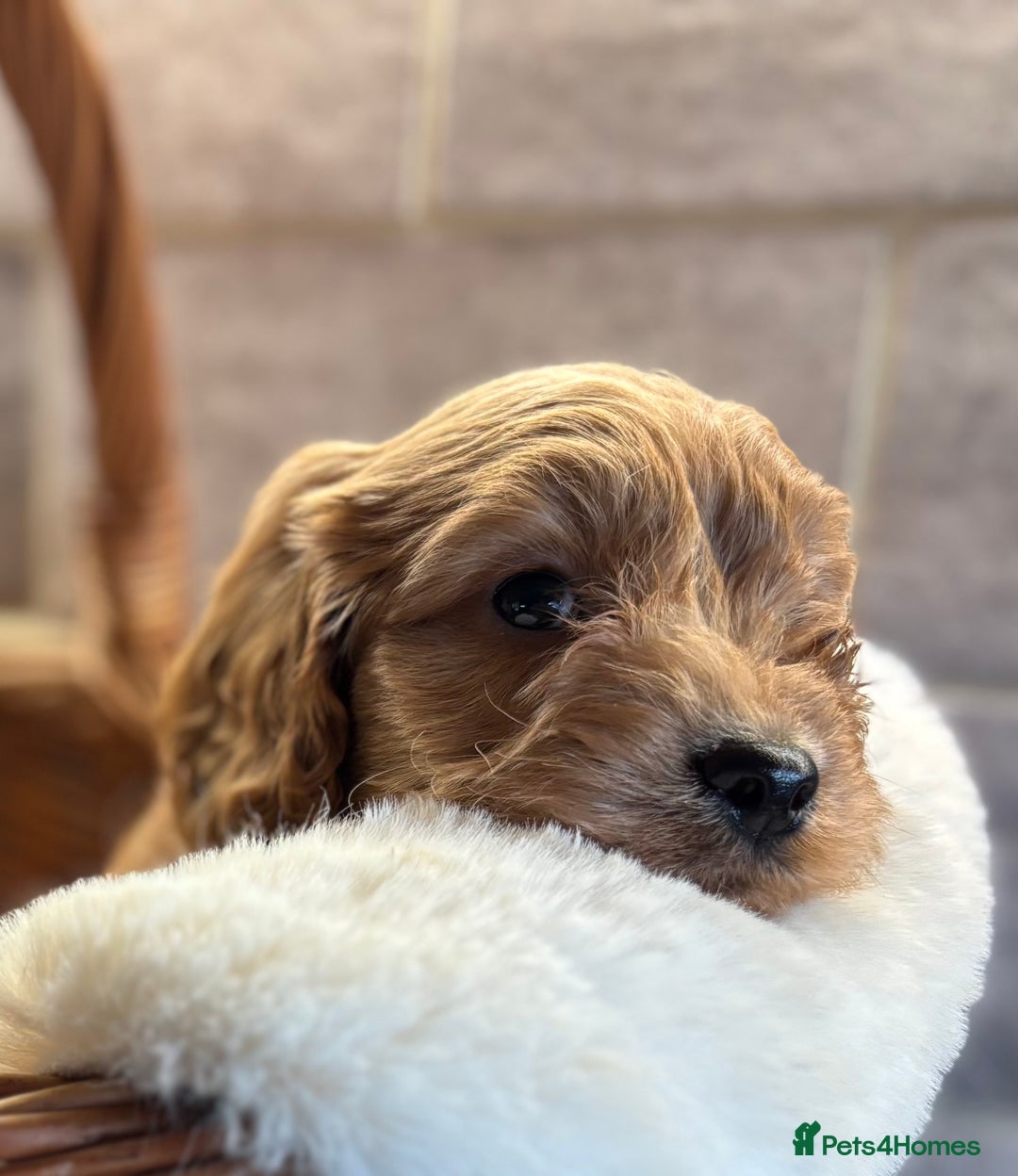 Cockapoo dogs for sale: Beautiful Cockapoo pups looking for forever homes in Treharris - Image 35