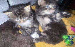 British Longhair cats for sale: Polydactyl long fur kittens  - Image 21