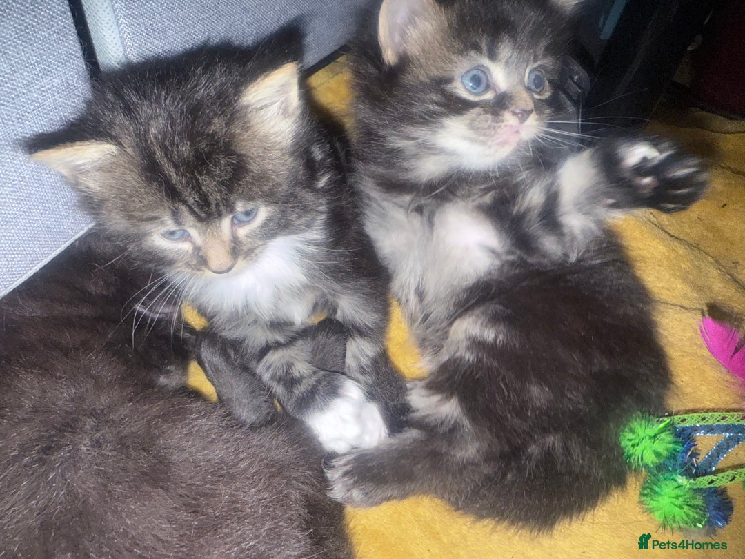 British Longhair cats for sale: Polydactyl long fur kittens  - Image 21