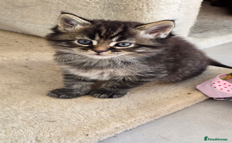 Maine Coon cats - Advert 8