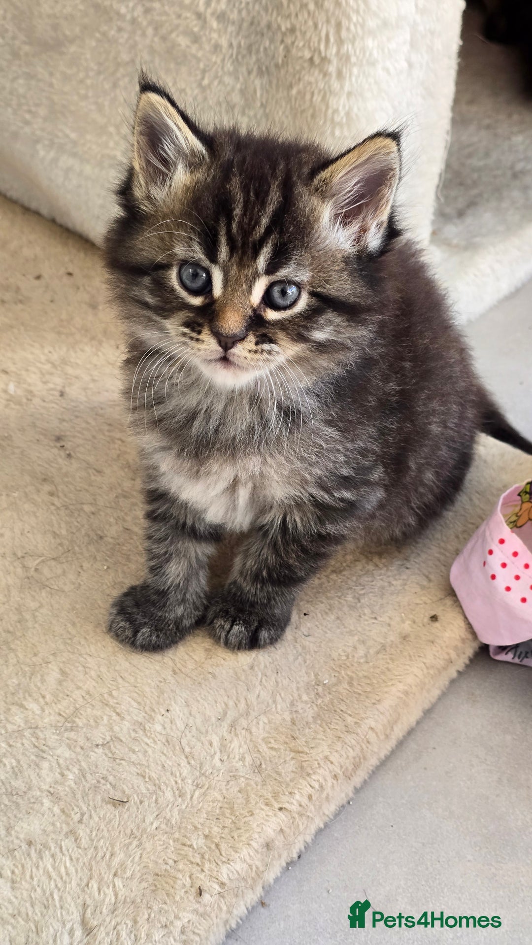 Maine Coon cats for sale: 2 stunning 3/4 Maine Coon boys - Image 1