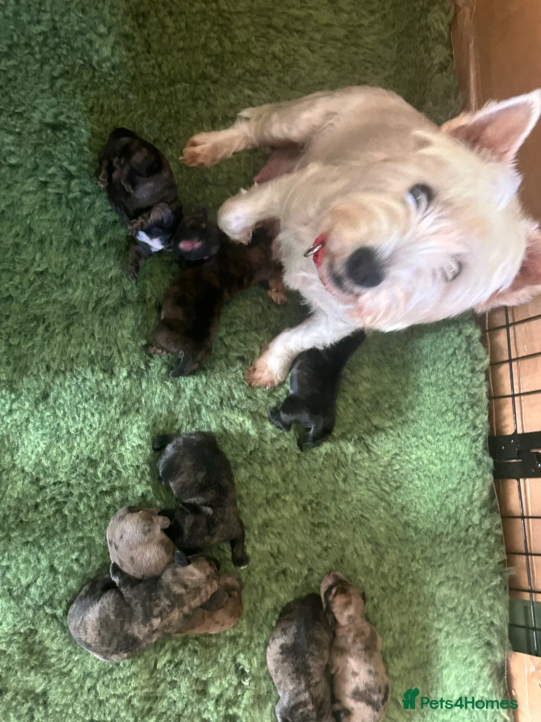 Mixed Breed dogs for sale: Westie x   - Advert 13