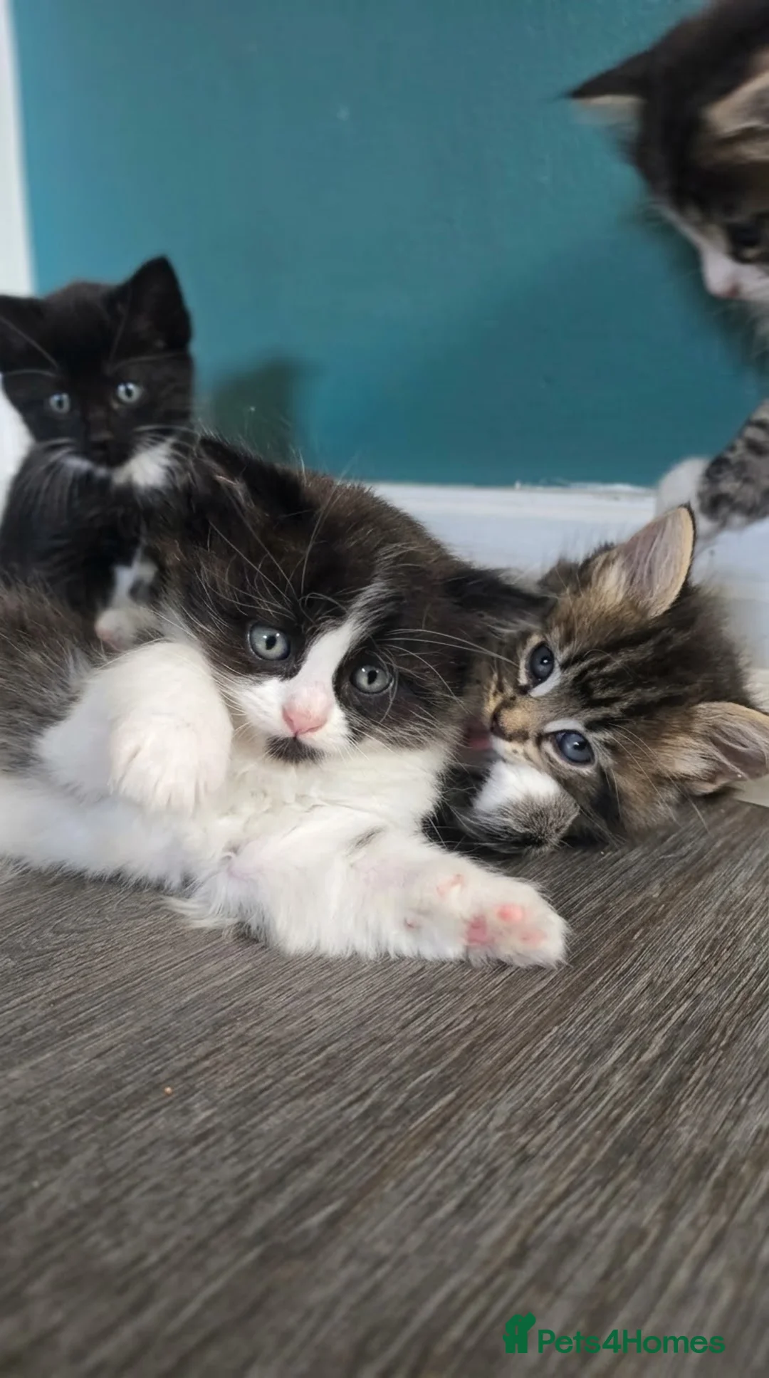 Mixed Breed cats for sale: Stunning Ragdoll Cross Kittens 4 Girls & 2 Boys  - Advert 2