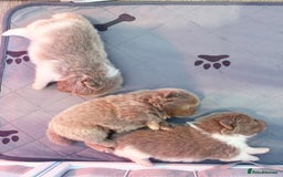 Pomeranian dogs for sale: ✨NEW LOWERED PRICE✨ Pomeranian puppies 🐶  - Image 19