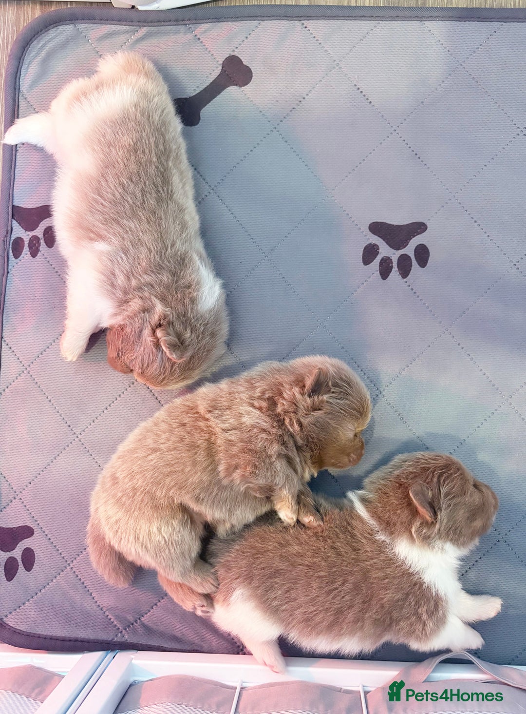 Pomeranian dogs for sale: ✨NEW LOWERED PRICE✨ Pomeranian puppies 🐶  - Image 19