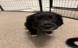 Mixed Breed dogs for sale: 🐾 Golden Retriever × Border Collie Puppies - Advert 8