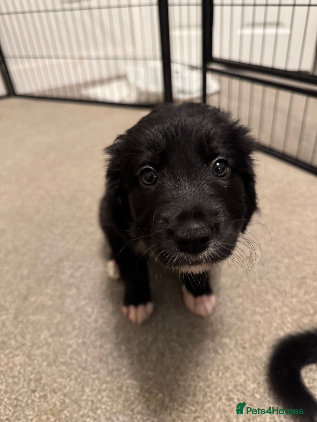 Mixed Breed dogs for sale: 🐾 Golden Retriever × Border Collie Puppies - Advert 8