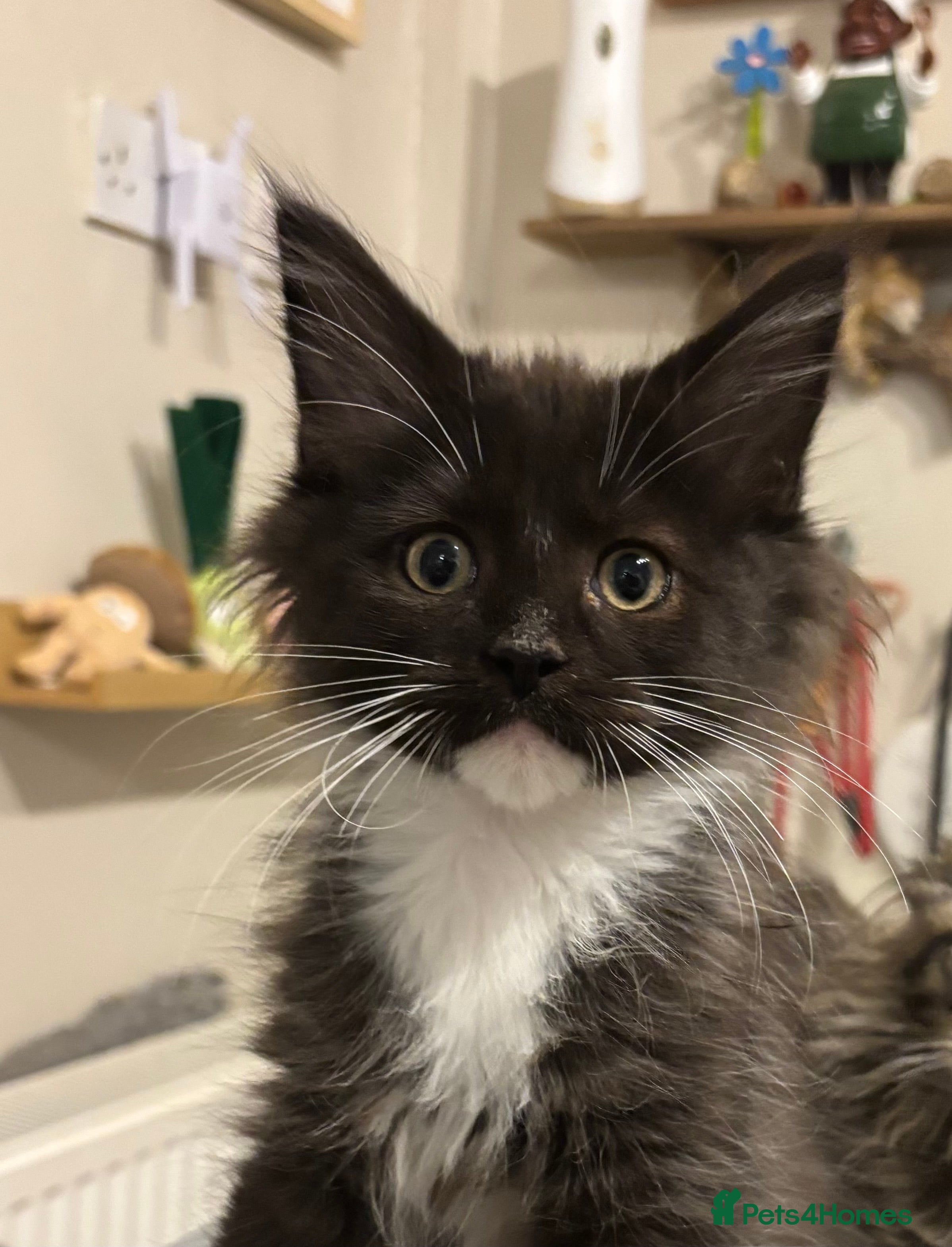 Maine Coon cats Beautiful polydactyl Maine coon kittens  - Advert 2