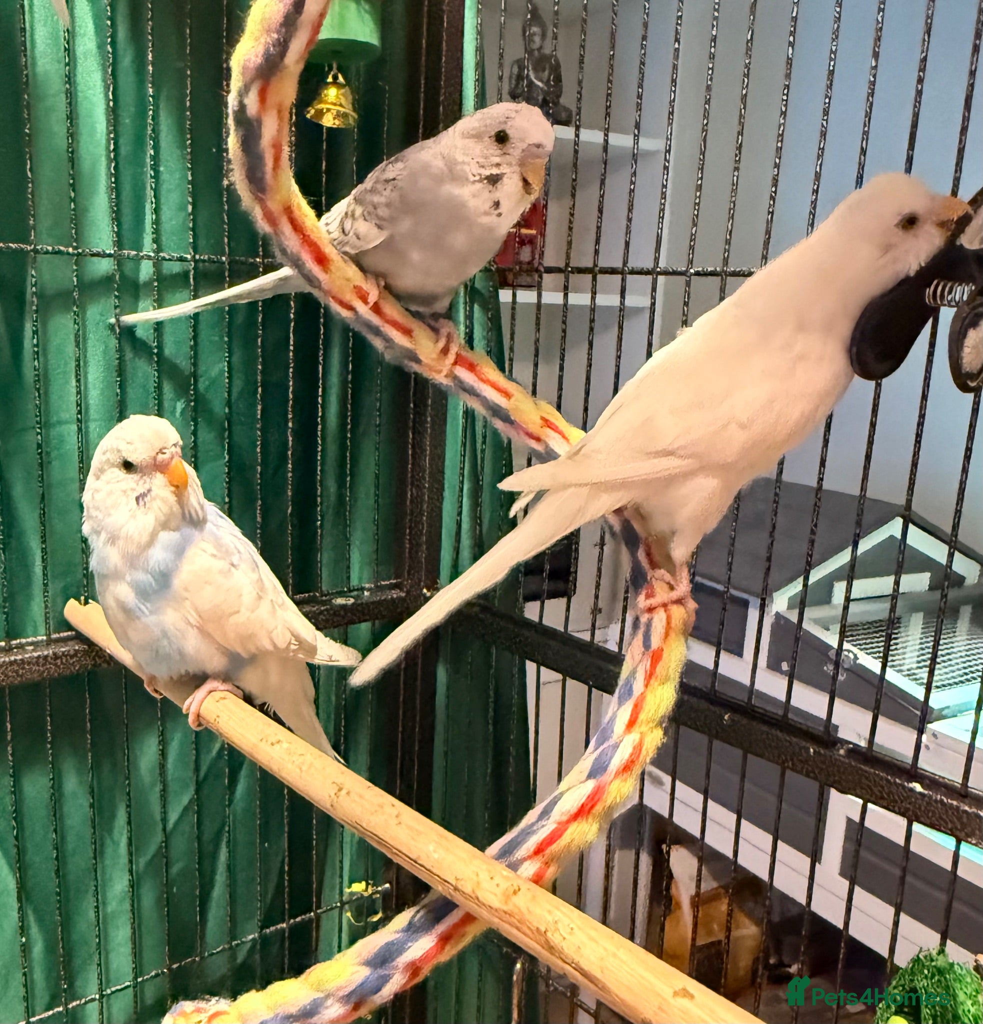 Budgerigars birds young  budgies available  Wa7  area   - Advert 1