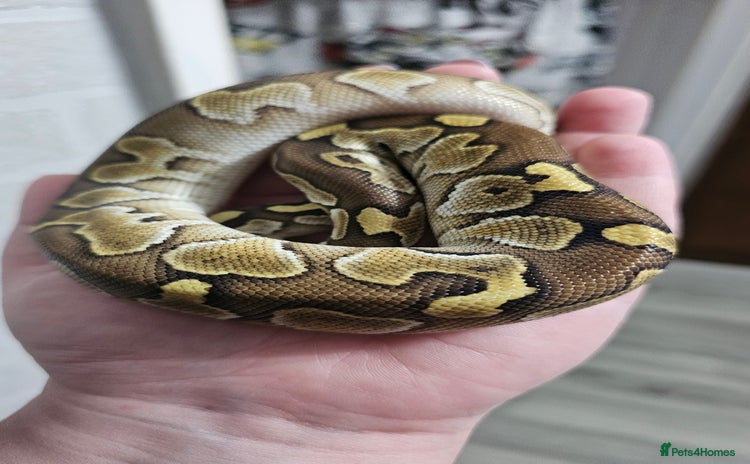 Python Snake reptiles - Advert 1