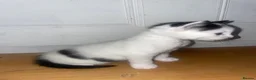Siberian cats for sale: 3 Siberian Kittens  - Advert 4