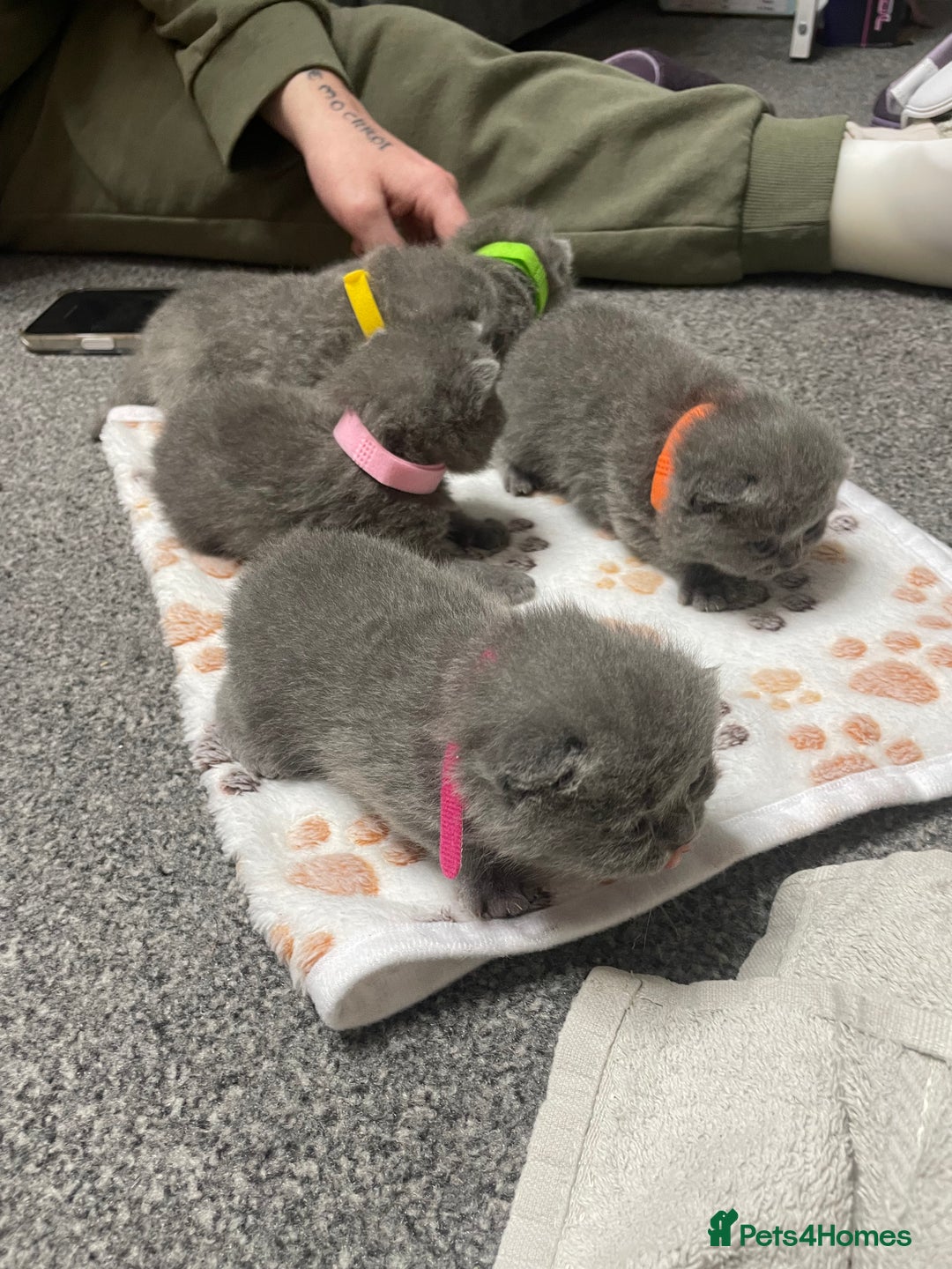 British Shorthair cats for sale: Stunning pure bred BSH kittens - Advert 4