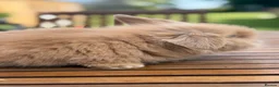 Mini Lion Lop rabbits for sale: 4 baby mini lion lop bunnies - Advert 13