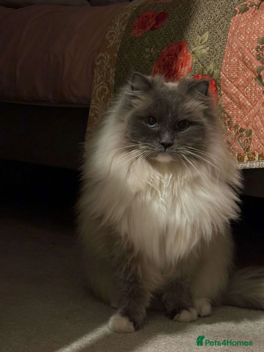 Ragdoll cats for sale: Male ragdoll cat - Advert 2