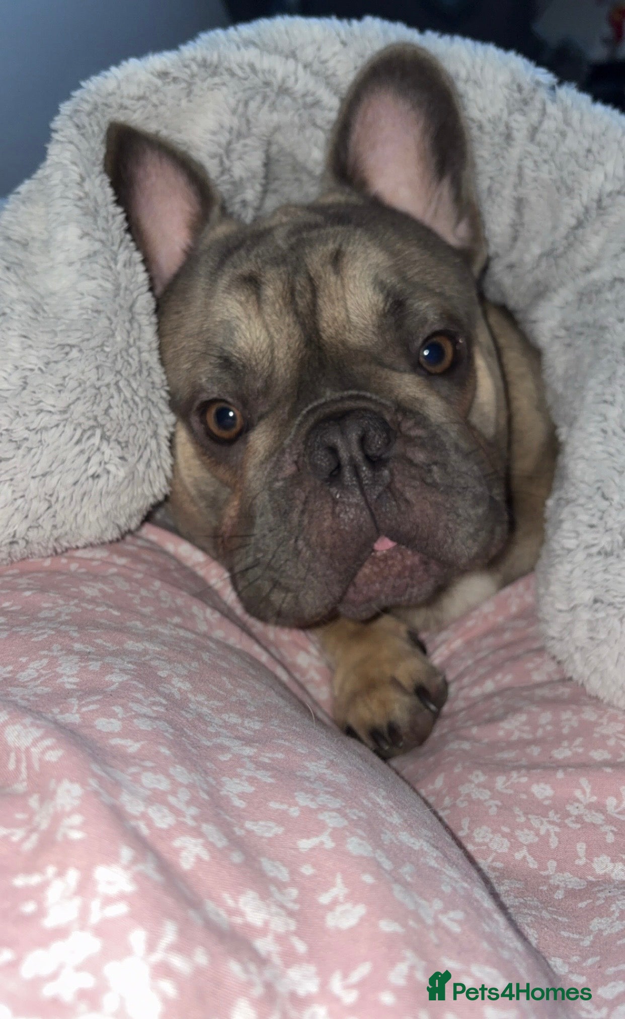 French Bulldog dogs 1 year old frenchie  in Birkenhead - Advert 6